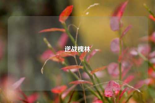 逆战槐林