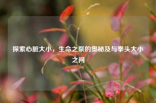 探索心脏大小,生命之泵的奥秘及与拳头大小之问