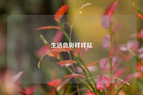 生活色彩样样红