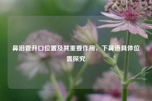 鼻泪管开口位置及其重要作用,下鼻道具体位置探究