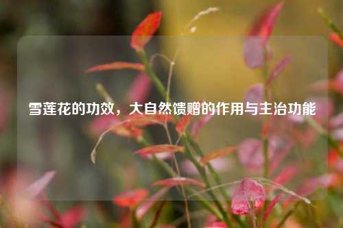 雪莲花的功效，大自然馈赠的作用与主治功能