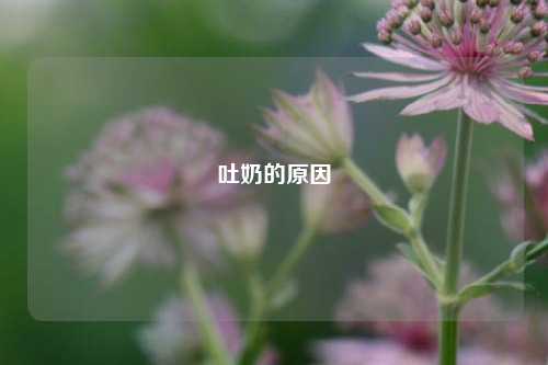 吐奶的原因