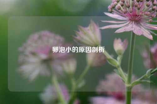 卵泡小的原因剖析