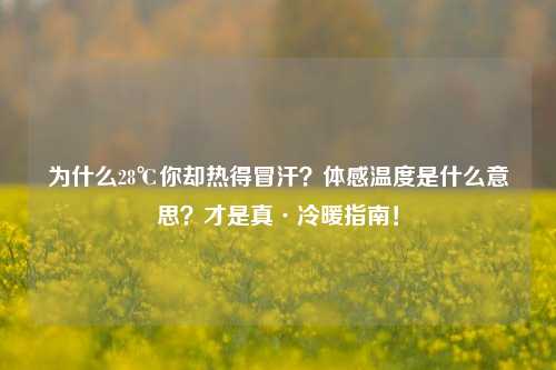 为什么28℃你却热得冒汗?体感温度是什么意思?才是真·冷暖指南!