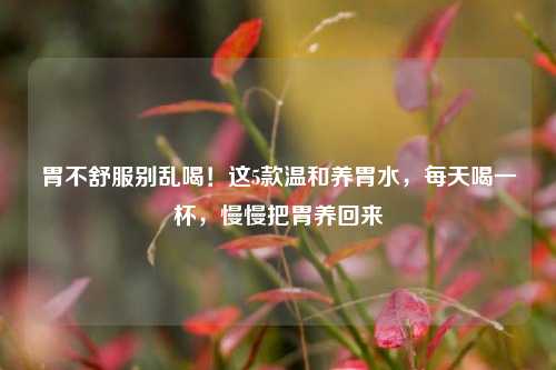 胃不舒服别乱喝！这5款温和养胃水，每天喝一杯，慢慢把胃养回来