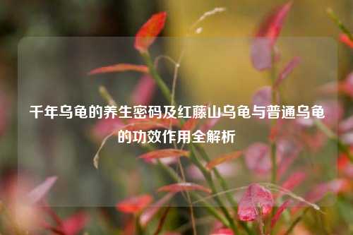 千年乌龟的养生密码及红藤山乌龟与普通乌龟的功效作用全解析