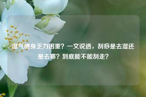 湿气缠身乏力困重？一文说透，刮痧是去湿还是去寒？到底能不能刮走？