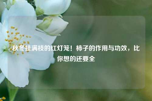 秋冬挂满枝的红灯笼！柿子的作用与功效，比你想的还要全