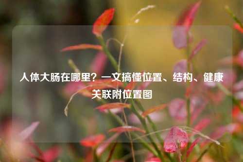 人体大肠在哪里？一文搞懂位置、结构、健康关联附位置图