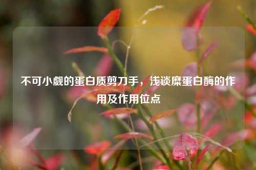 不可小觑的蛋白质剪刀手，浅谈糜蛋白酶的作用及作用位点